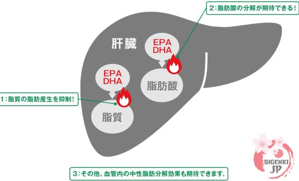 Công dụng viên uống bổ não DHA EPA Orihiro hộp 180 viên