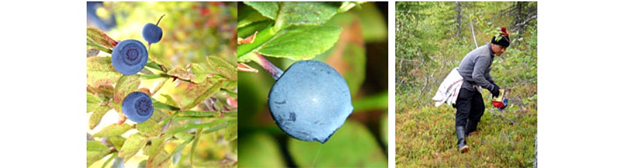 bigenki-vien-uong-bo-mat-blueberry-lutein-itoh-nhat-ban-4